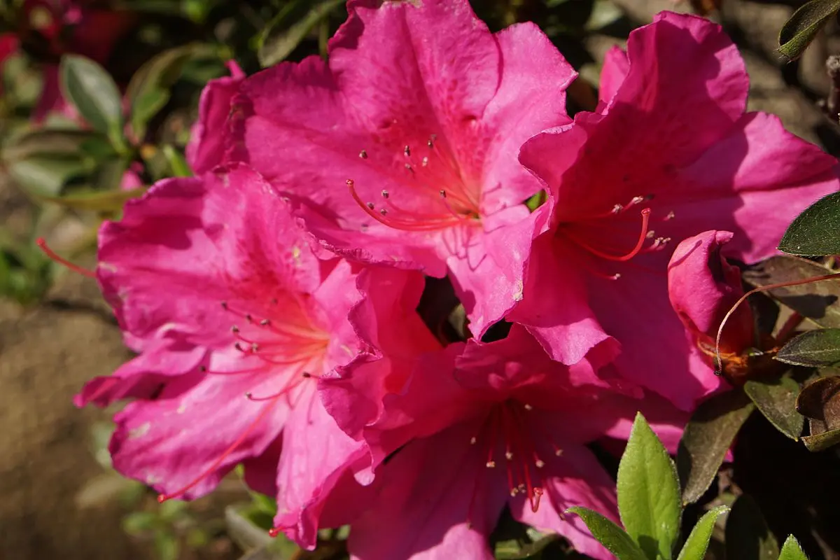 rododendro flor - Cómo se llama la flor del rododendro