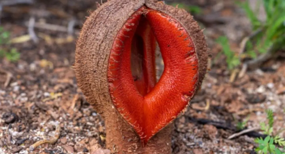 Nombres de flores exóticas: la belleza de la naturaleza - Cómo se llama la flor más exotica del mundo nombres de flores exoticas - Cómo se llama la flor más exotica del mundo