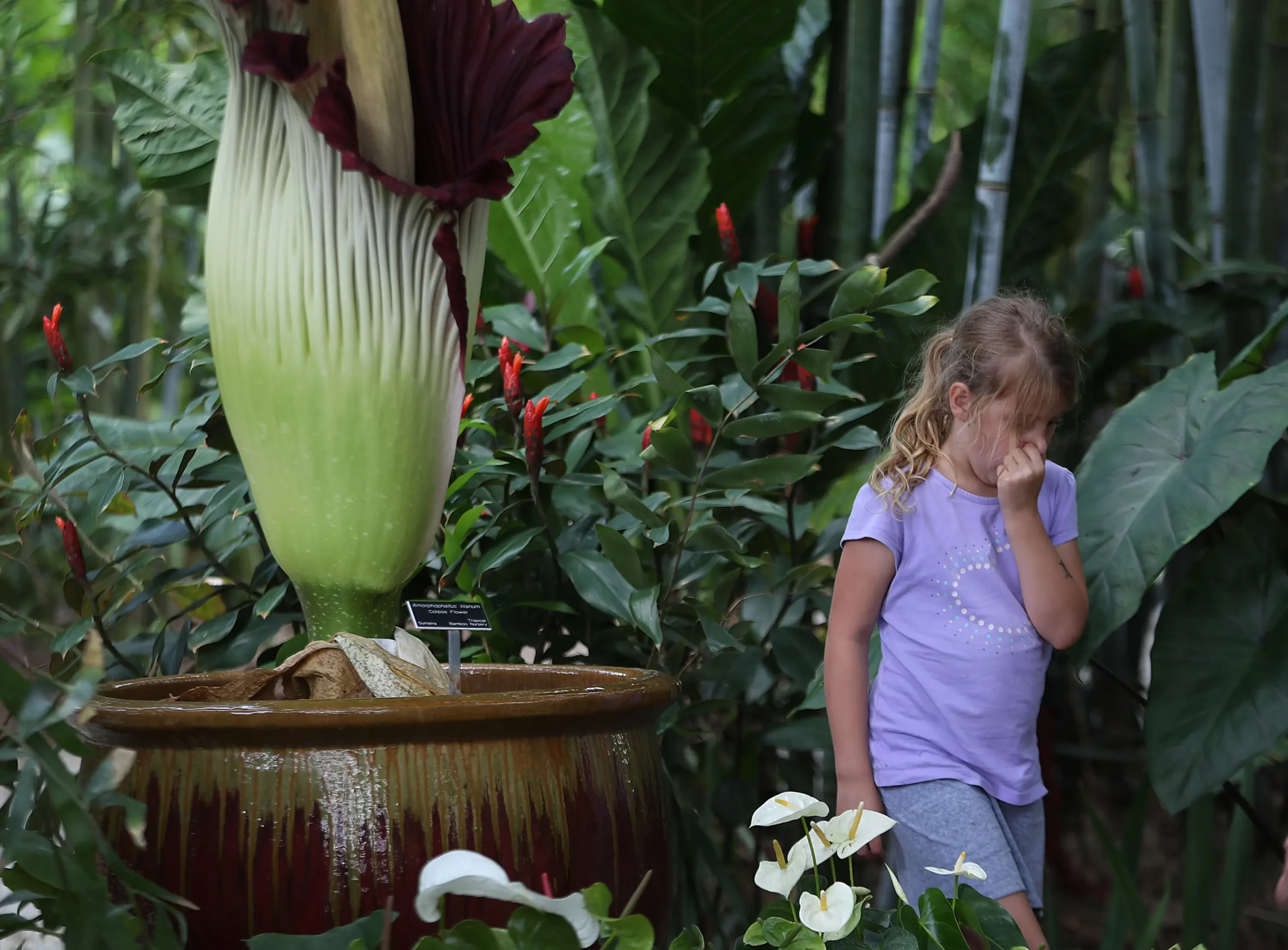 Flor cadáver: ¿cada cuánto florece? - Cómo se llama la flor que florece cada 10 años flor cadaver cada cuanto florece - Cómo se llama la flor que florece cada 10 años