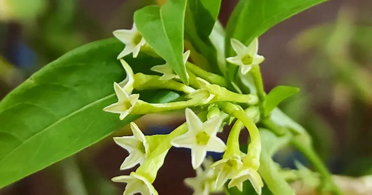 Flor de noche: una planta mágica y aromática para tu jardín - Cómo se llama la flor que huele de noche flor de noche - Cómo se llama la flor que huele de noche