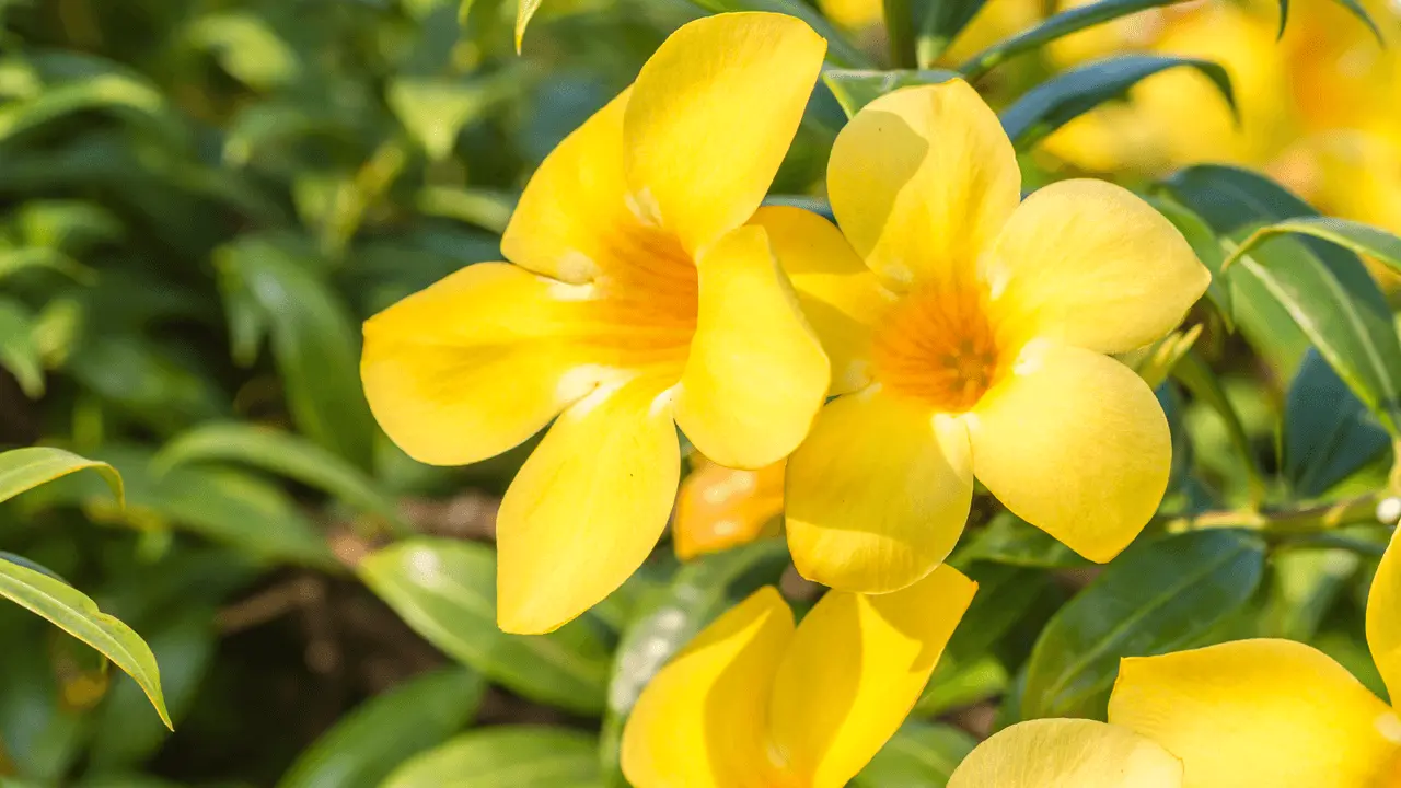 Flores blancas chiquitas: belleza en miniatura - Cómo se llama la flor que parece copa flores blancas chiquitas - Cómo se llama la flor que parece copa