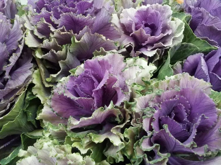 flores que parecen lechugas - Cómo se llama la flor que parece lechuga