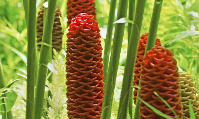 La Flor de Colmena: Belleza y Misterio - Cómo se llama la flor que parece maraca flor de colmena - Cómo se llama la flor que parece maraca