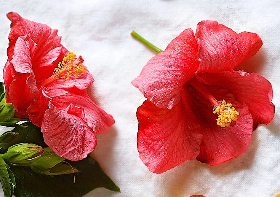 flores rojas que se comen - Cómo se llama la flor roja que se come