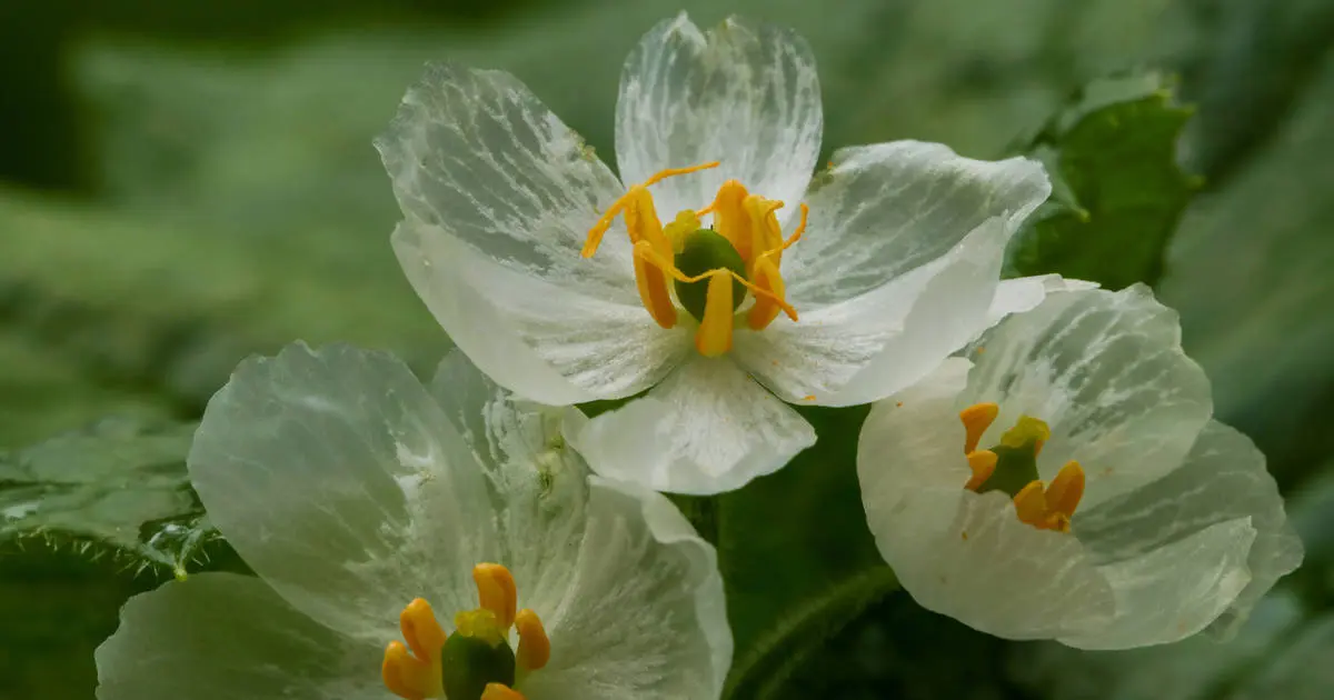 flores de cristal - Cómo se llama la flor transparente