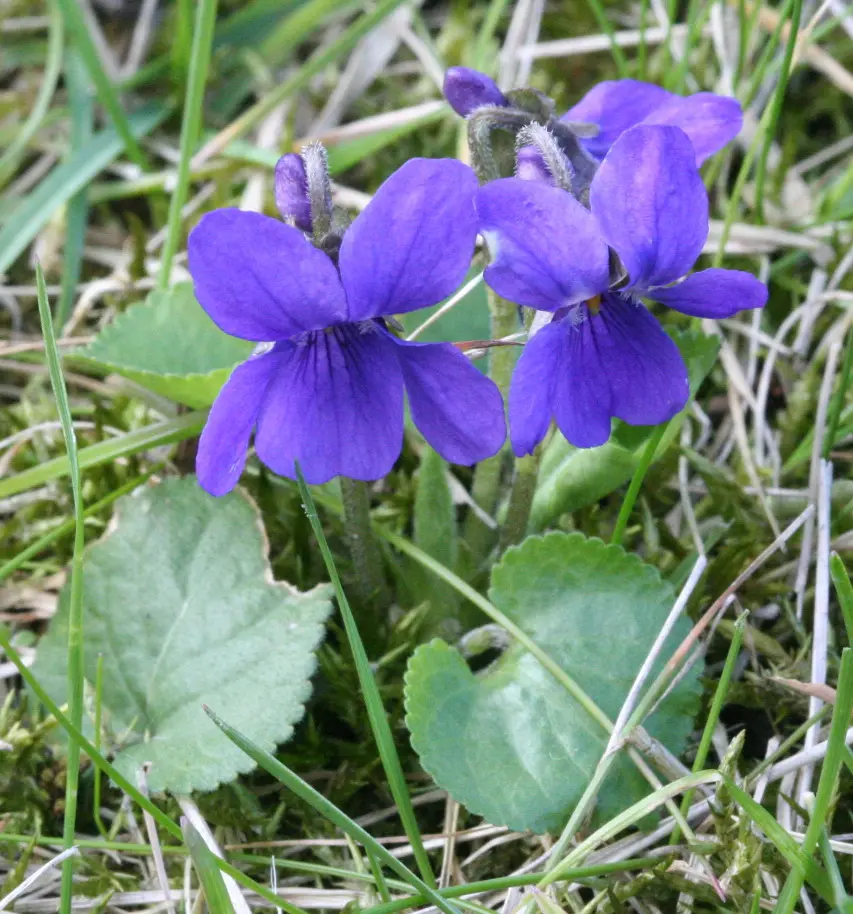 Flores lilas y violetas: belleza y fragancia en tu jardín - Cómo se llama la flor violeta flores lilas y violetas - Cómo se llama la flor violeta