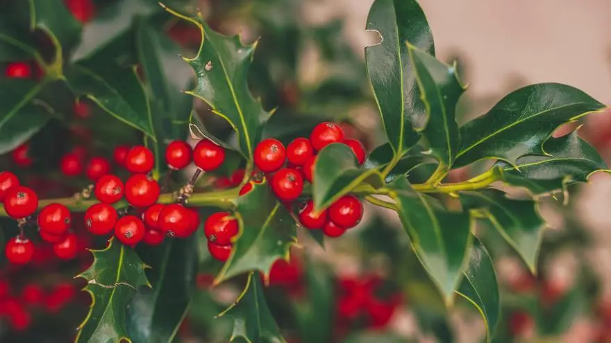 Manualidades de Navidad con flores - Cómo se llama la planta de Navidad con bolitas rojas manualidades de navidad flores - Cómo se llama la planta de Navidad con bolitas rojas