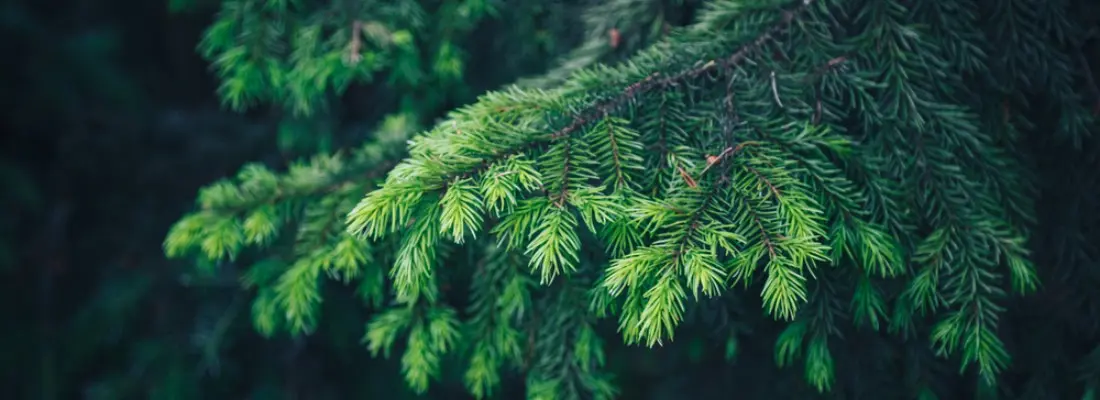 flores navideñas para el arbol - Cómo se llama la planta del árbol de Navidad