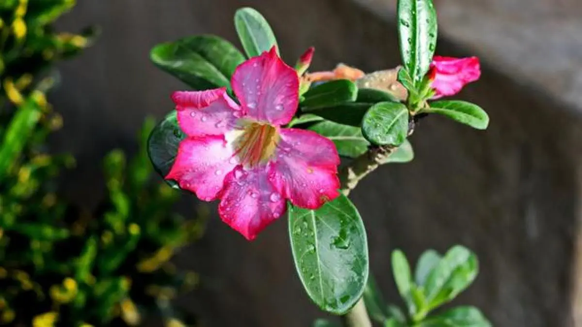 flores venenosas en mexico - Cómo se llama la planta más venenosa del mundo