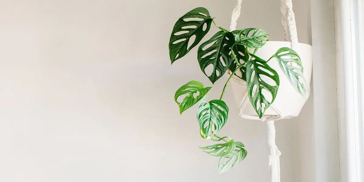 Plantas colgantes con flores: una forma encantadora de decorar tu espacio - Cómo se llama la planta que cuelga planta colgante con flores - Cómo se llama la planta que cuelga