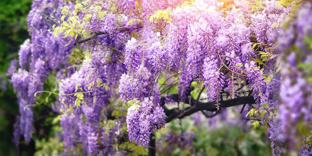 Arbusto trepador con flores muy vistosas - Cómo se llama la planta que es como una enredadera arbusto trepador con flores muy vistosas - Cómo se llama la planta que es como una enredadera