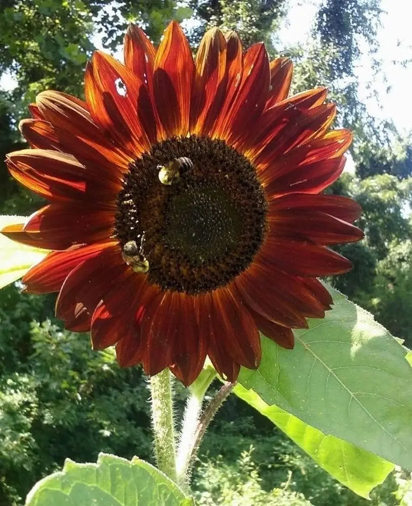 Planta de girasol con varias flores: una belleza natural - Cómo se llama la planta que se parece al girasol planta de girasol con varias flores - Cómo se llama la planta que se parece al girasol