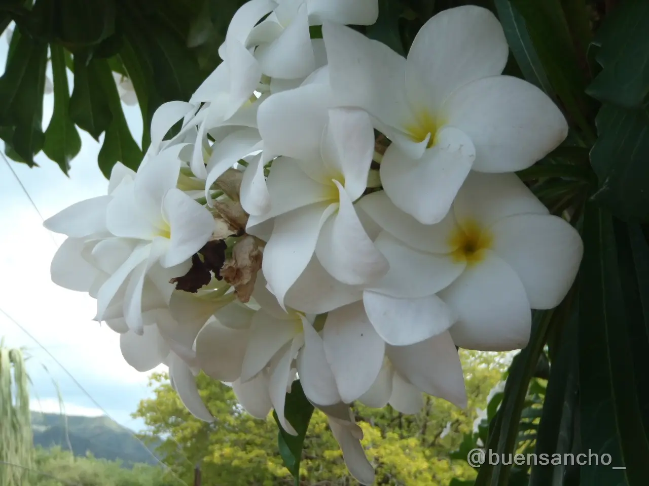 Flor de Ramo de Novia Planta: Todo lo que debes saber - Cómo se llama la planta ramo de novia flor de ramo de novia planta - Cómo se llama la planta ramo de novia