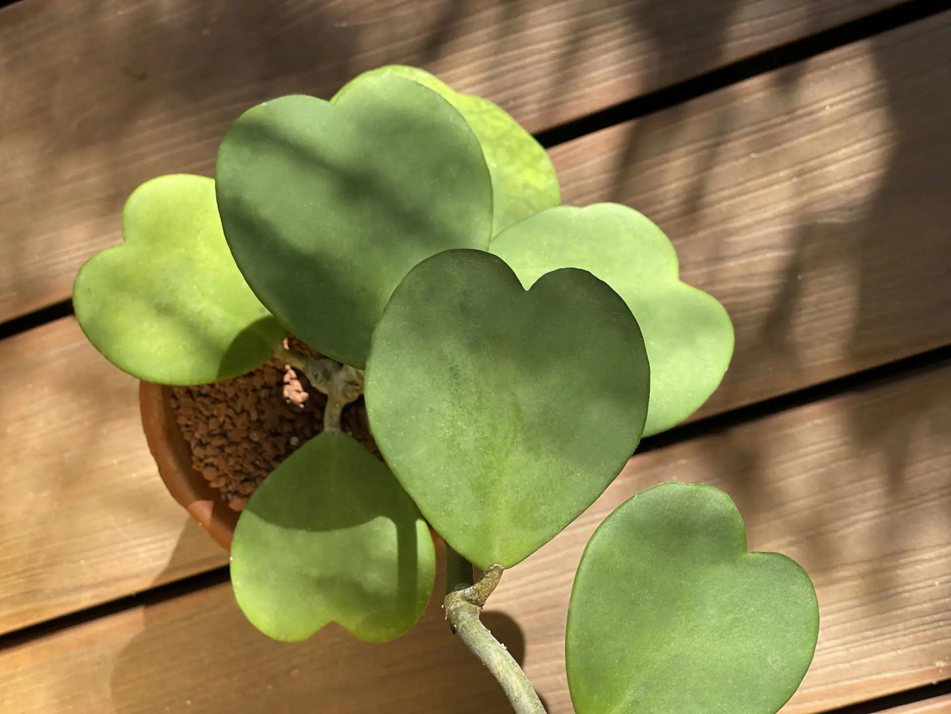 Flores en forma de corazón: la belleza del amor en la naturaleza - Cómo se llama la suculenta en forma de corazón flores en forma de corazon - Cómo se llama la suculenta en forma de corazón