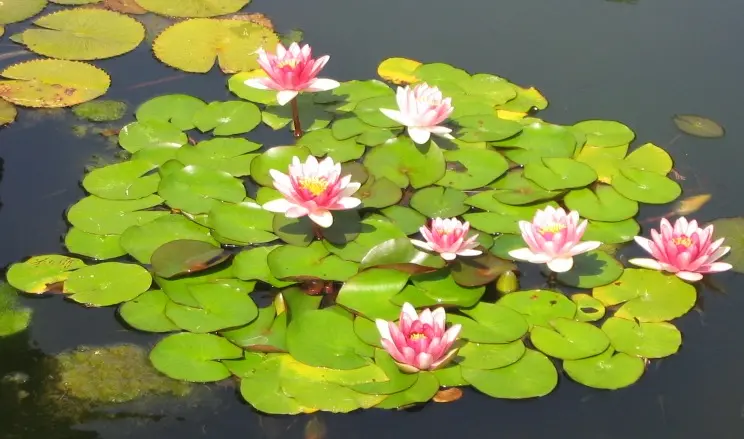 Plantas de Agua con Flores: Una Alternativa para tu Hogar - Cómo se llama las flores que crecen en el agua plantas de agua con flores - Cómo se llama las flores que crecen en el agua