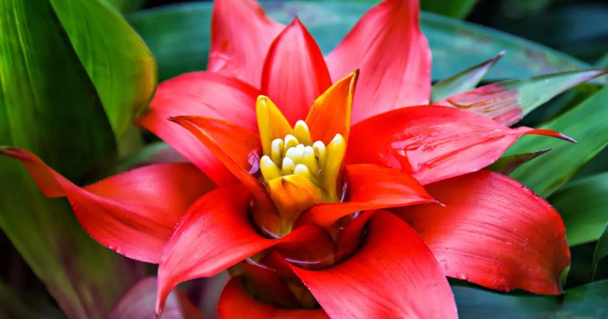 flores de la selva - Cómo se llama las plantas de la selva