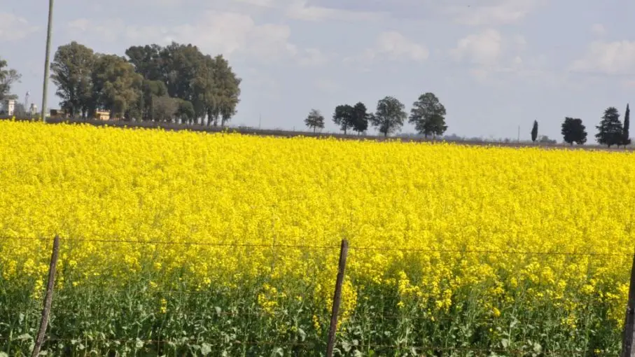 Aceite de Flor Amarilla: Beneficios y Usos - Cómo se llama también el aceite de colza aceite de flor amarilla - Cómo se llama también el aceite de colza