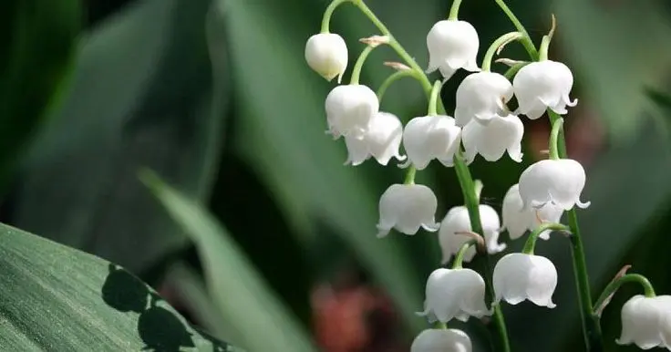 flores acampanadas blancas - Cómo se llaman las flores con forma de campaña