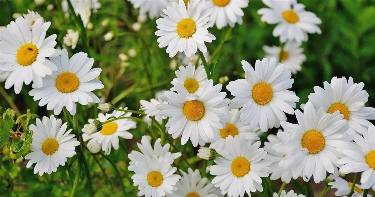 Flores Blancas: Elegancia y Pureza en tu Hogar - Cómo se llaman las flores de color blanco flores blancas - Cómo se llaman las flores de color blanco