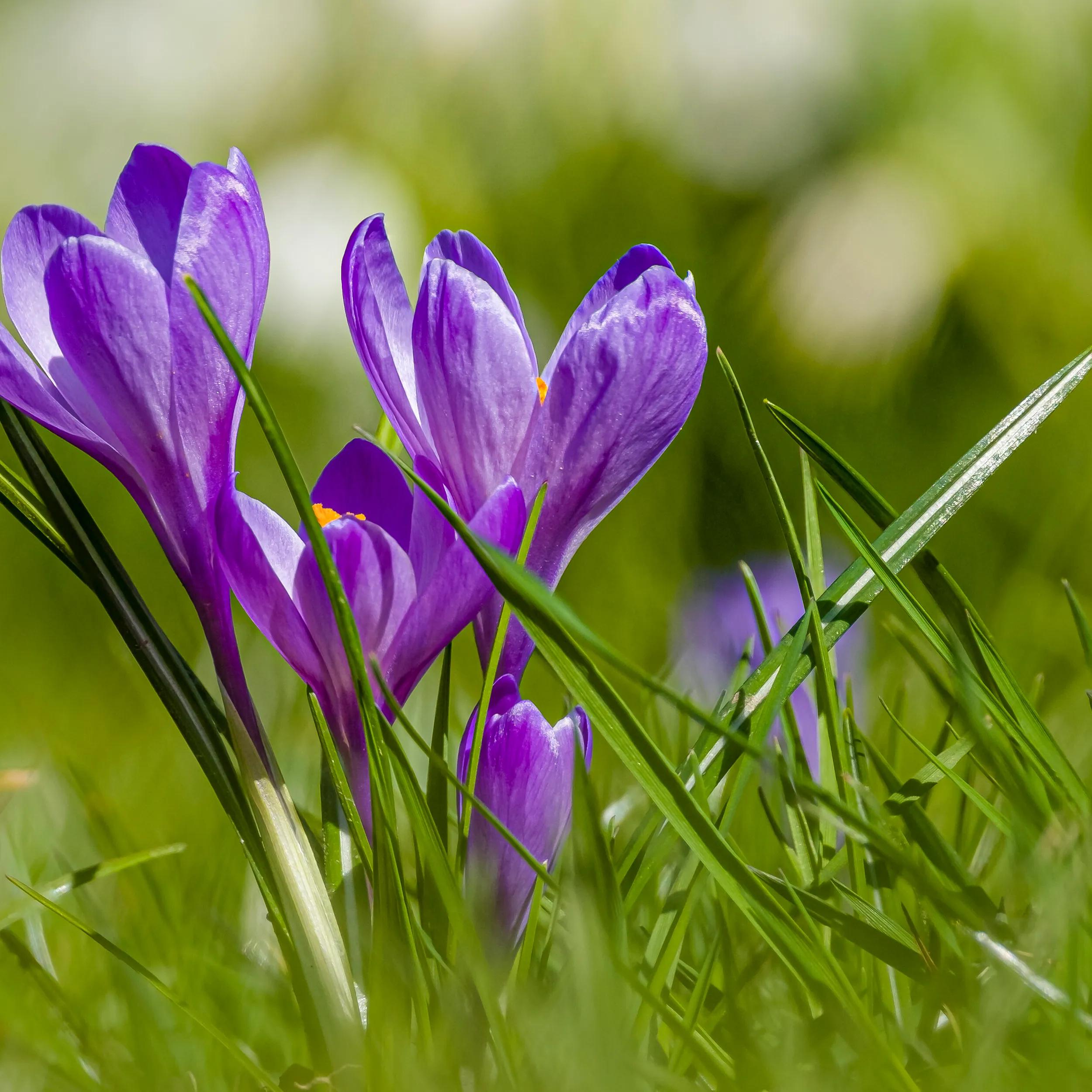 Flores de color violeta: belleza en tonos morados - Cómo se llaman las flores de color morado flores de color violeta - Cómo se llaman las flores de color morado