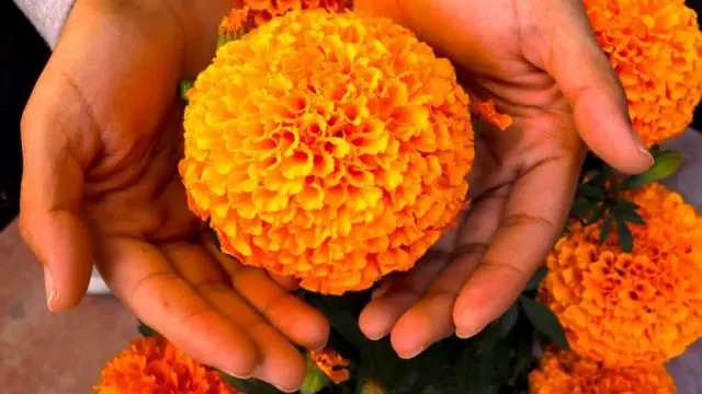 Flores para el Día de Muertos: Una tradición llena de color y significado - Cómo se llaman las flores que se ponen en el altar de muertos flores dia de muerto - Cómo se llaman las flores que se ponen en el altar de muertos