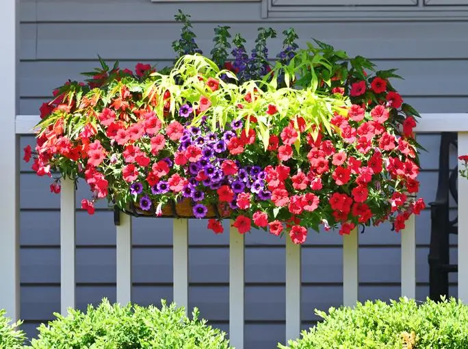 Flores colgantes: nombres y características - Cómo se llaman las petunias colgantes flores colgantes nombres - Cómo se llaman las petunias colgantes