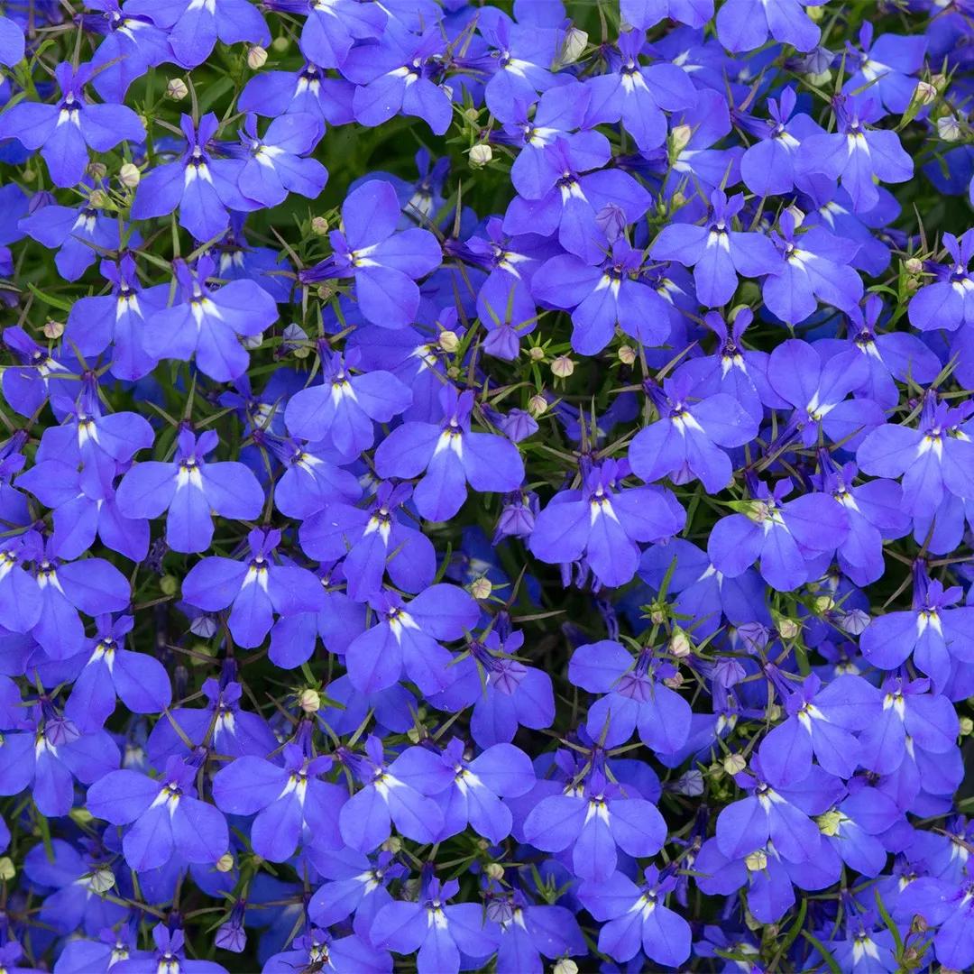flor lobelia azul como cuidar - Cómo se poda la lobelia