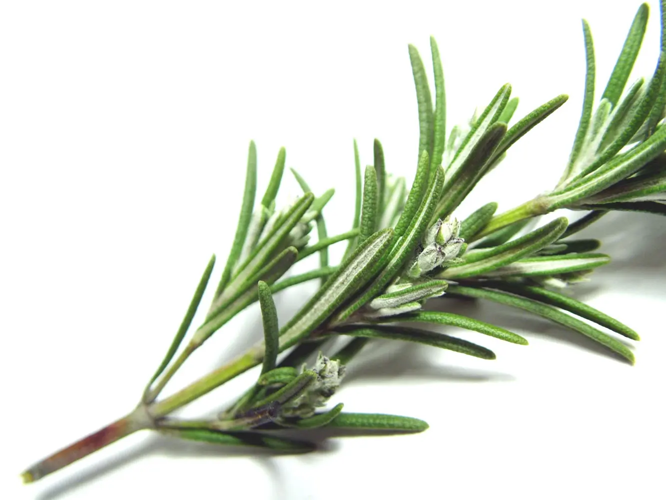 Para qué sirve la flor del romero - Cómo se prepara el té de romero para la memoria para que sirve la flor del romero - Cómo se prepara el té de romero para la memoria