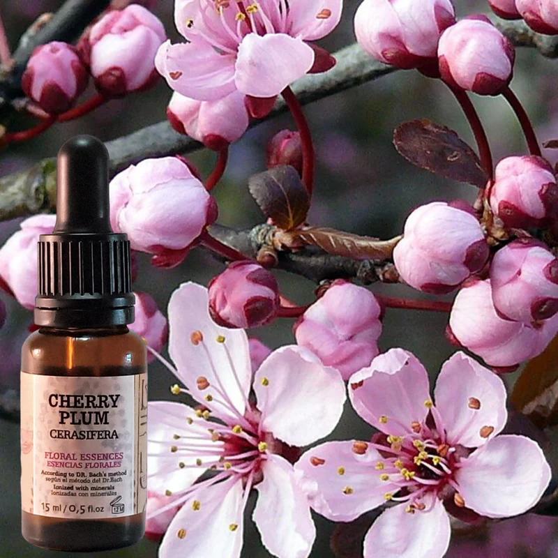 Flores de Bach en la cosmética: Beneficios y usos - Cómo se pronuncia Flores de Bach en español flores de bach cosmetica - Cómo se pronuncia Flores de Bach en español