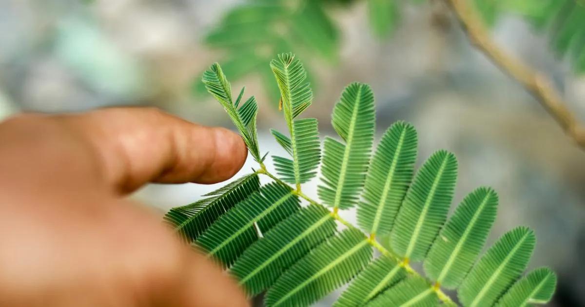 flor que se cierra al tocarla - Cómo se reacciona la Mimosa