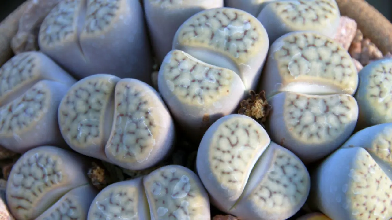 cactus piedra flor - Cómo se reproduce el cactus de piedra