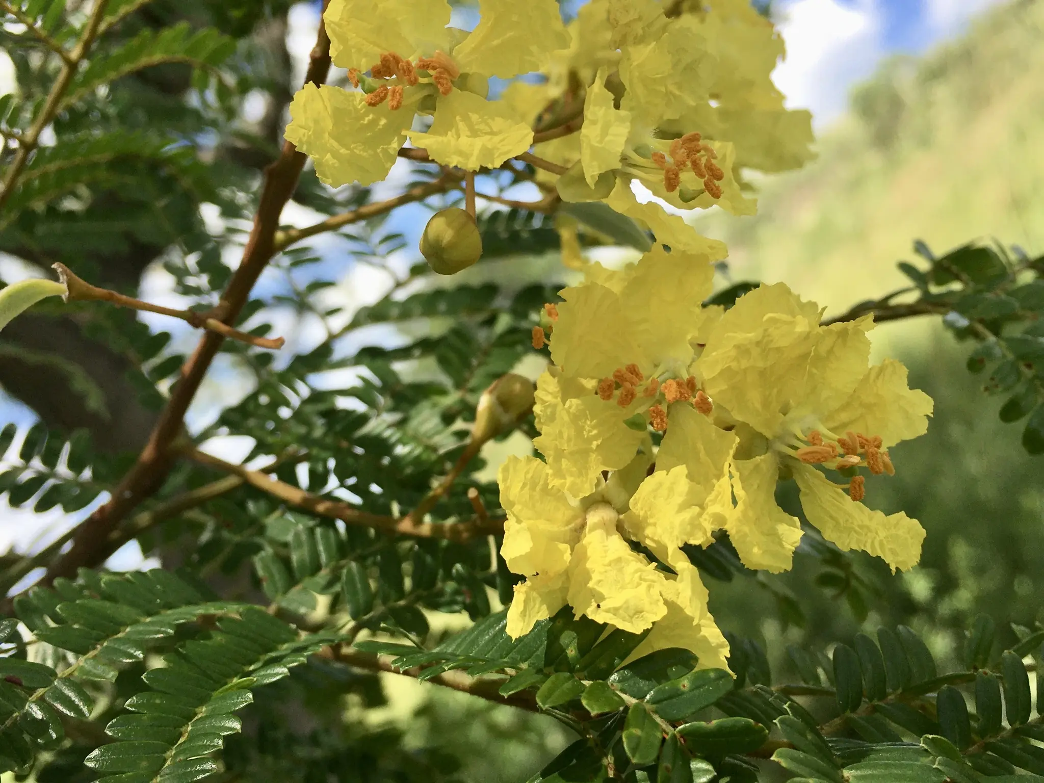 Ibira Pita Flor: Belleza y simbolismo en Buenos Aires - Cómo se reproduce el ibirapitá ibira pita flor - Cómo se reproduce el ibirapitá