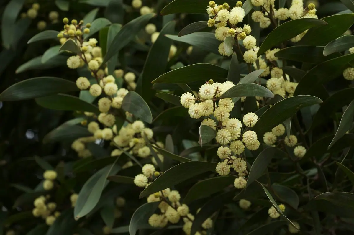 Acacia negra flor: beneficios y características - Cómo se reproduce la acacia negra acacia negra flor - Cómo se reproduce la acacia negra