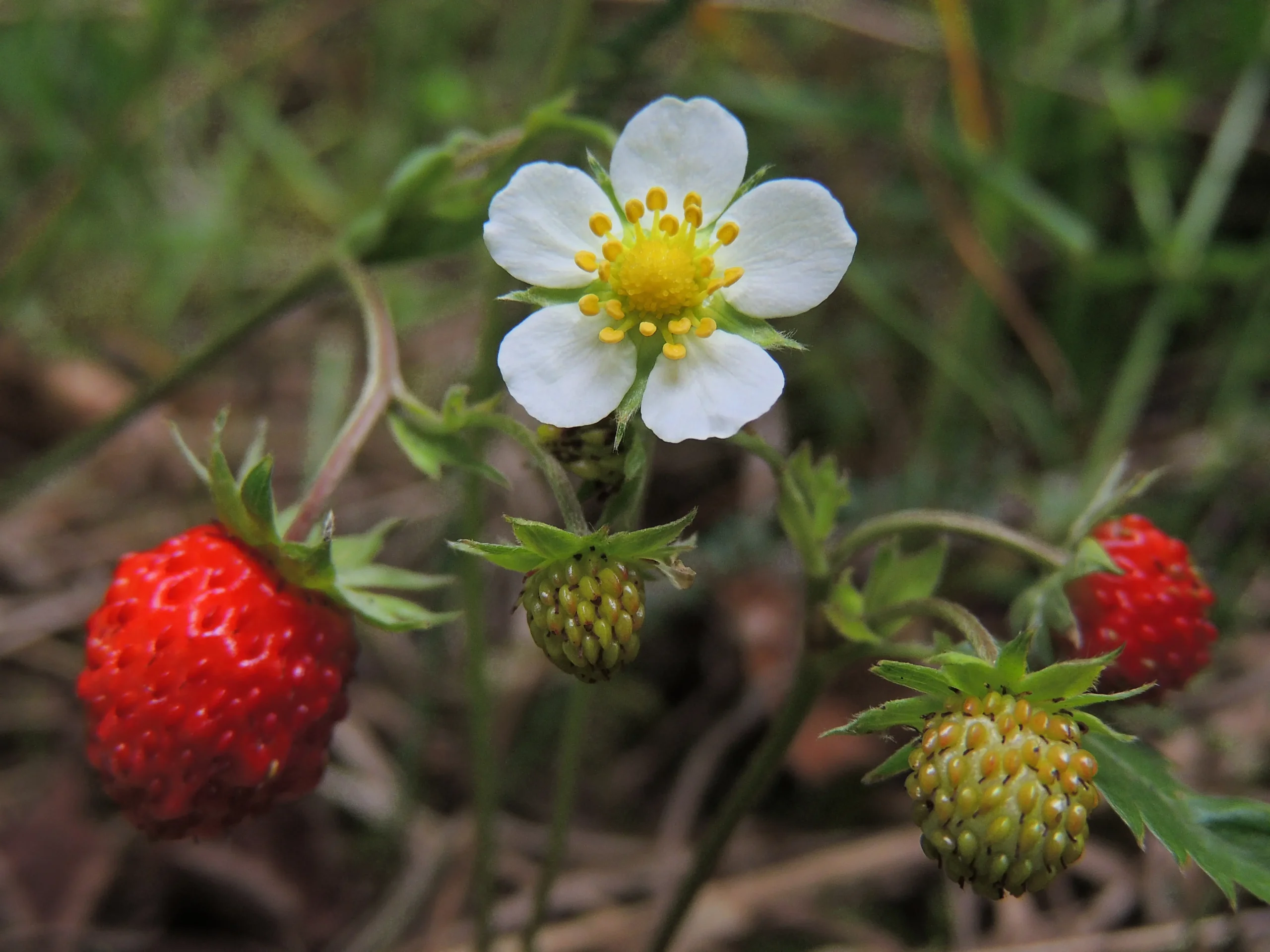 La flor de fragaria: belleza y sabor en una planta perenne - Cómo se reproduce la Fragaria flor de fragaria - Cómo se reproduce la Fragaria
