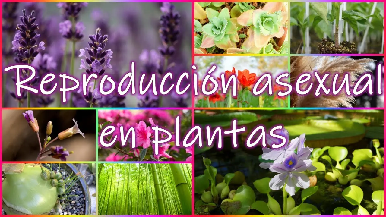 Flores con reproducción asexual: Cómo se reproducen estas plantas - Cómo se reproducen las plantas Axesualmente flores con reproduccion asexual - Cómo se reproducen las plantas Axesualmente
