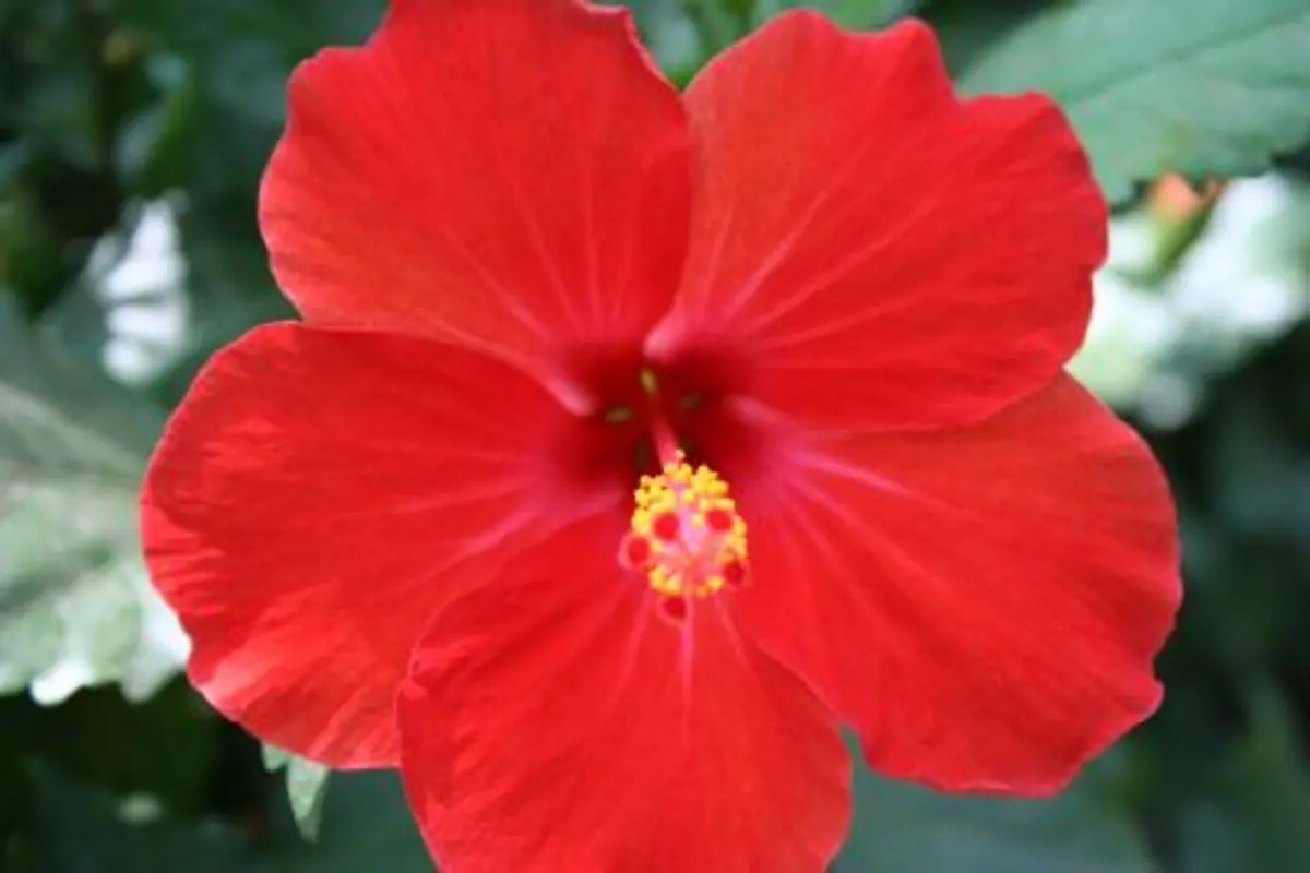 Flor de Cayena: Beneficios y usos para el cabello - Cómo se usa la flor de cayena para el cabello flor de cayena - Cómo se usa la flor de cayena para el cabello