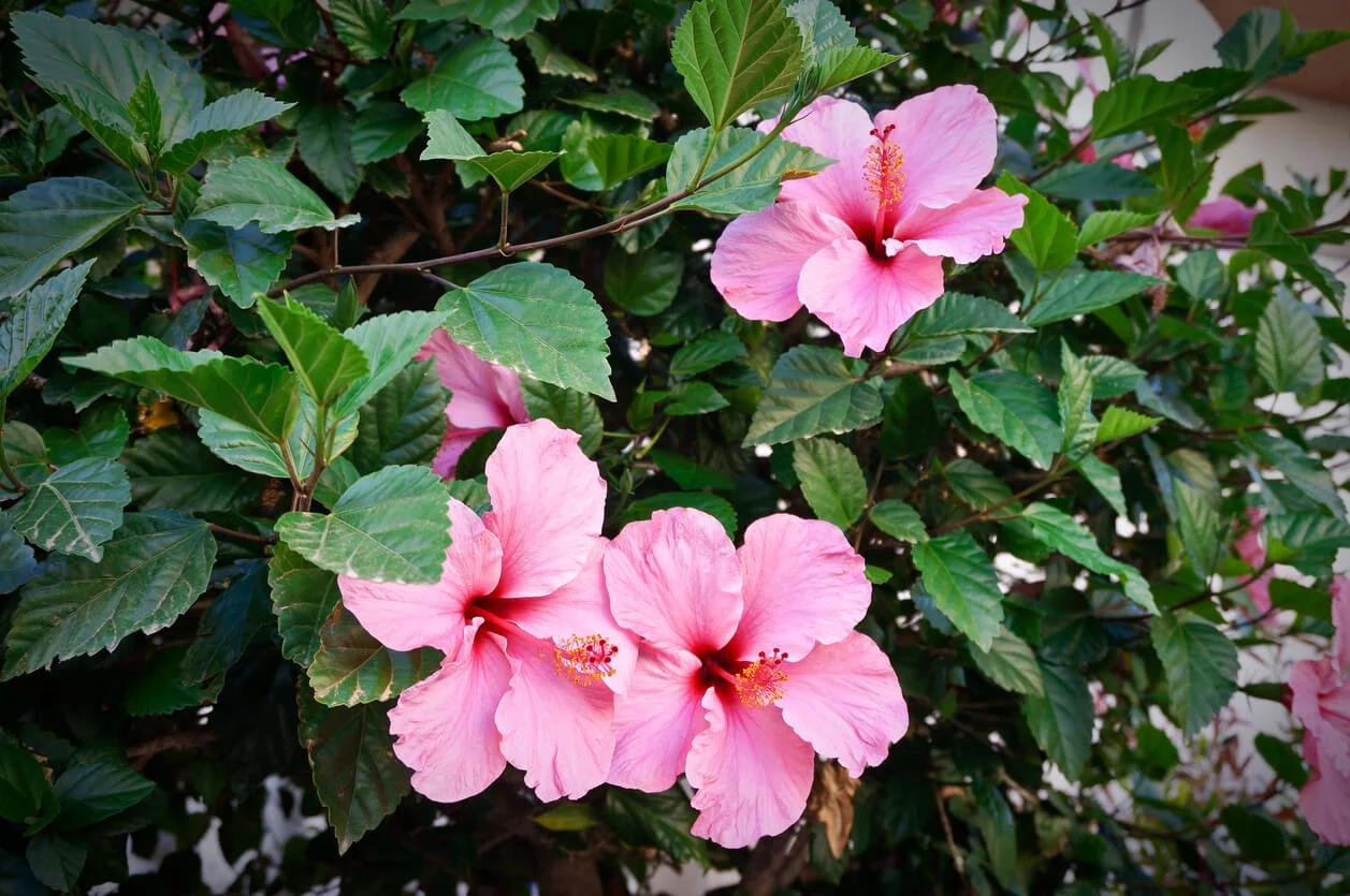 La Flor de Cayena: Beneficios para el Cabello y su Uso - Cómo se utiliza la flor de cayena cayena flor - Cómo se utiliza la flor de cayena