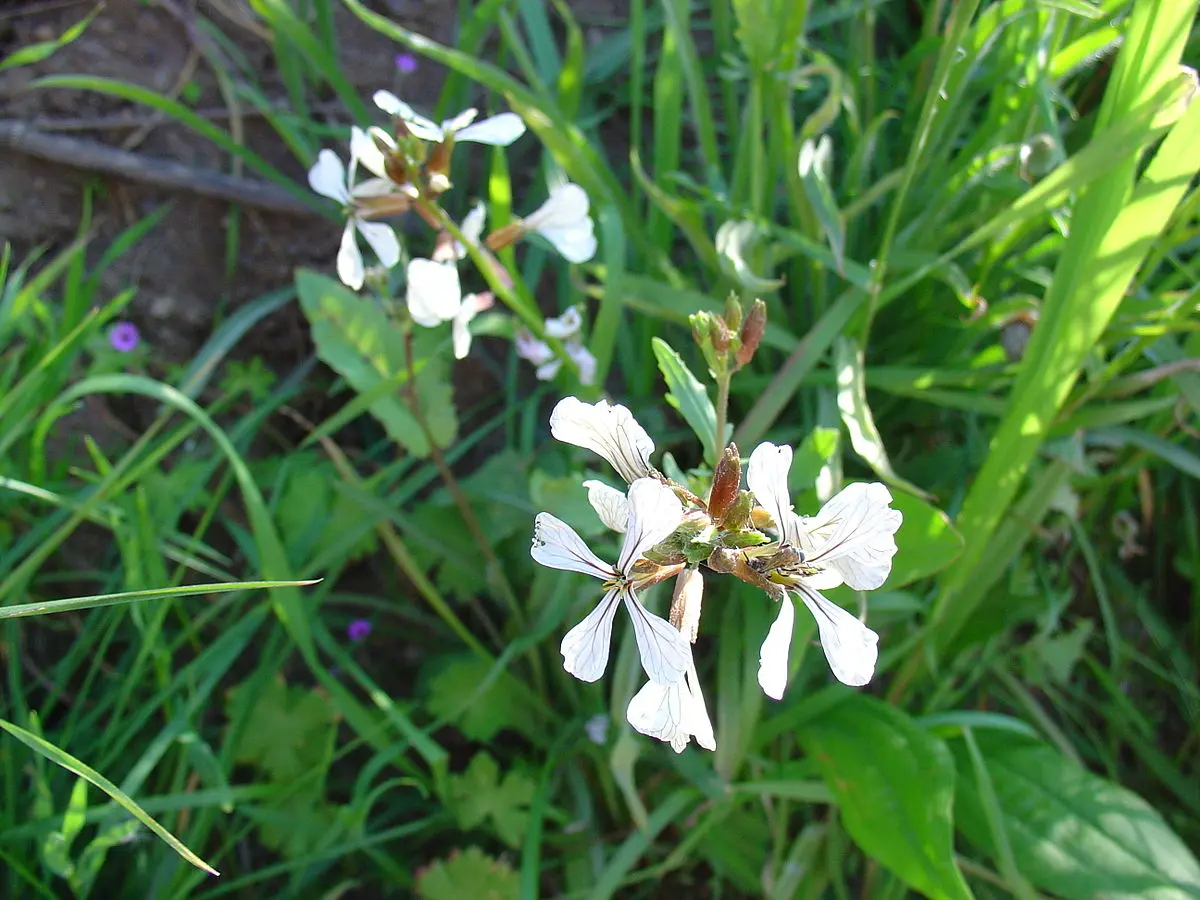 flor de rucula - Cómo son las flores de la rúcula