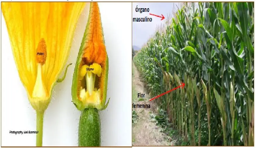 Se dice de las plantas de flores unisexuales - Cómo son las flores de los pinos unisexuales y hermafroditas se dice de las plantas de flores unisexuales - Cómo son las flores de los pinos unisexuales y hermafroditas