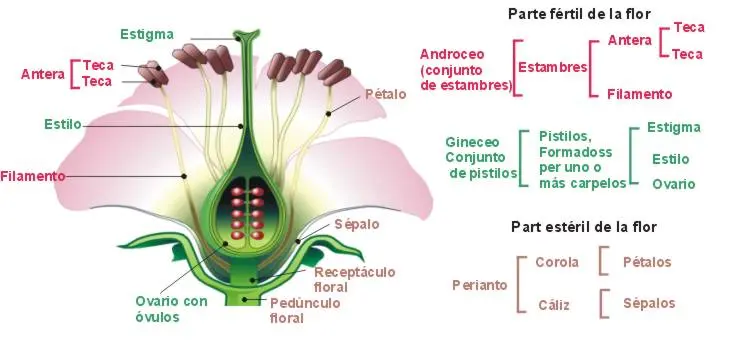 flores de angiospermas - Cómo son los angiospermas