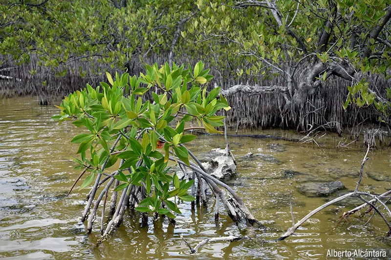 flora y fauna de manglares en mexico - Cómo son los manglares en México
