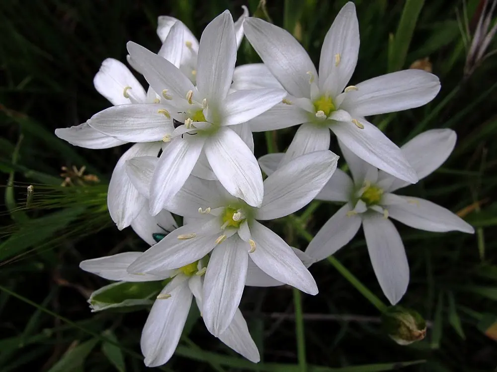 Estrella de Belén: Flores de Bach para el equilibrio emocional - Cómo tomar las gotas estrella de Belén estrella de belen flores de bach - Cómo tomar las gotas estrella de Belén