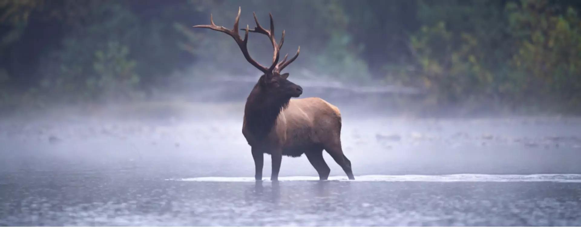 Flora y fauna de Canadá - Cuál es el animal más representativo de Canadá flora y fauna de canada - Cuál es el animal más representativo de Canadá