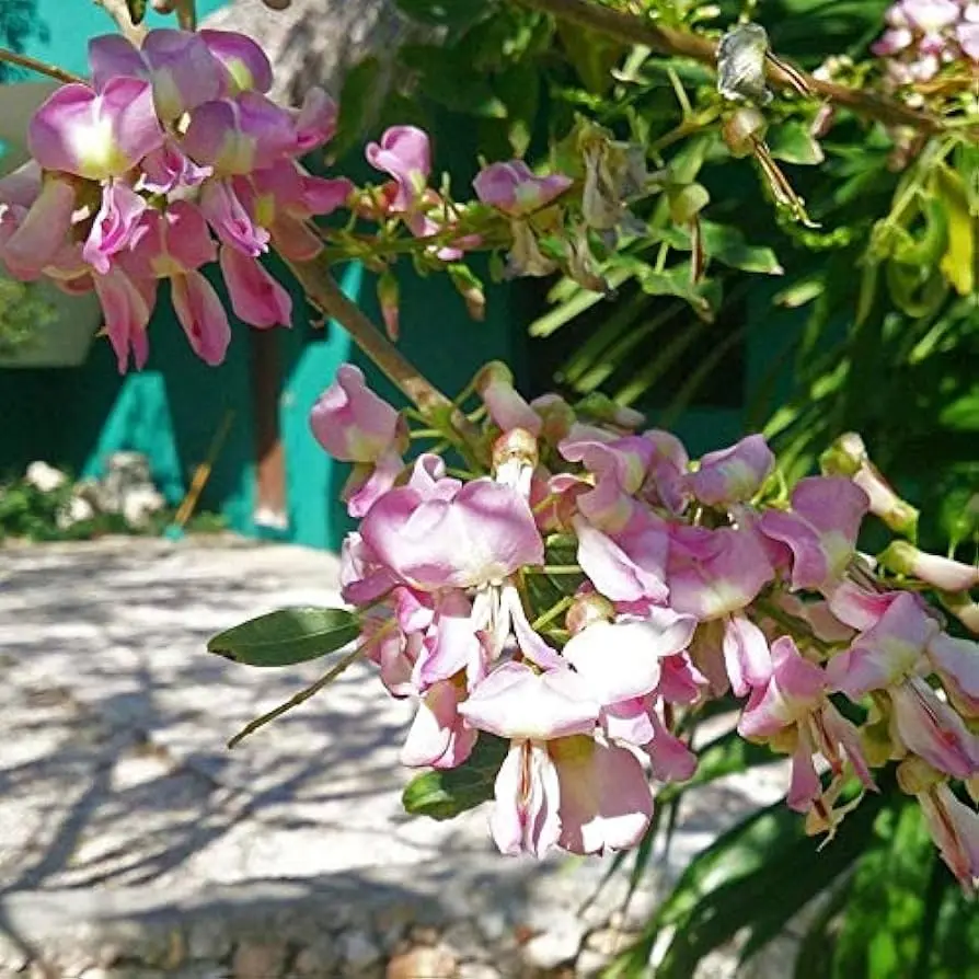 Flor de madre cacao: Un tesoro natural - Cuál es el árbol madre cacao flor de madre cacao - Cuál es el árbol madre cacao