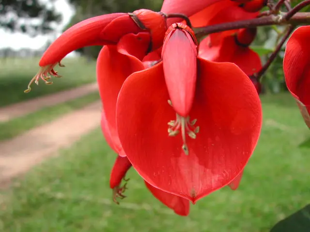 leyenda de la flor del ceibo - Cuál es el árbol nacional de Argentina