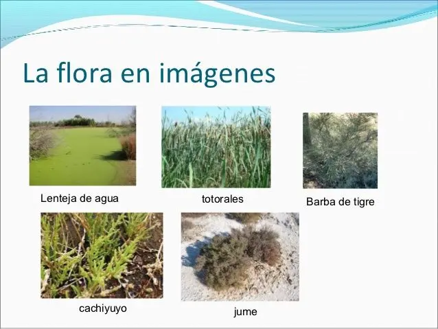 Flora y fauna autóctona de Córdoba - Cuál es el bioma que predomina en Córdoba flora y fauna autoctona de cordoba - Cuál es el bioma que predomina en Córdoba