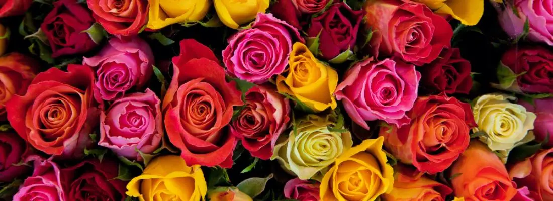 Flor de la amistad: su significado y cómo regalarla - Cuál es el color de la flor de la amistad flor de la amistad - Cuál es el color de la flor de la amistad
