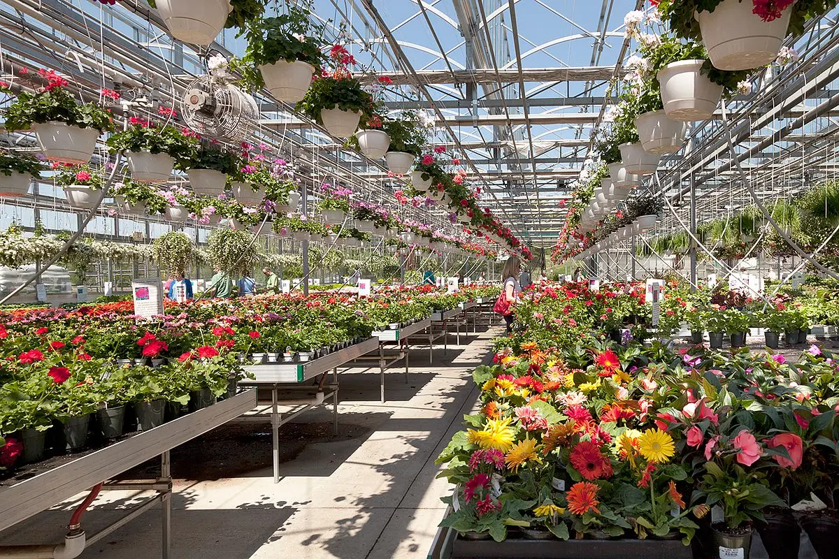 proceso de cultivo de flores en invernadero - Cuál es el funcionamiento de un invernadero