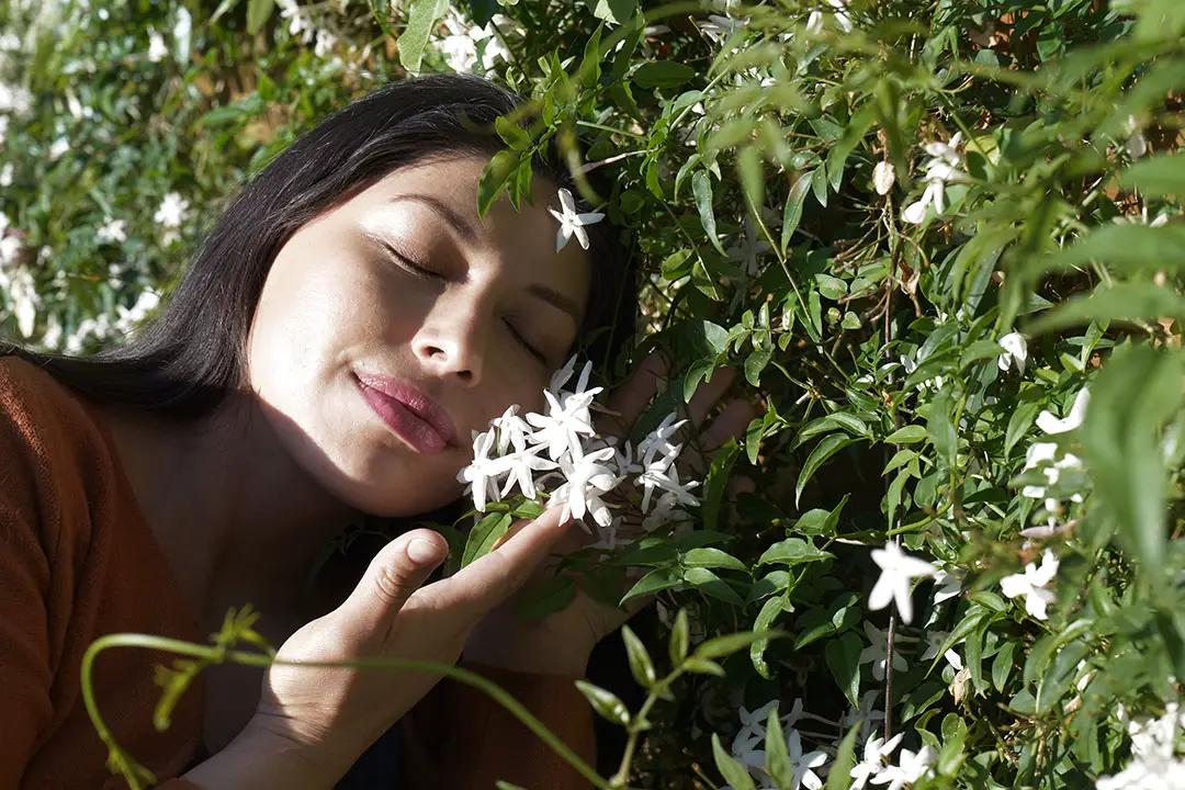 jazmin flor blanca - Cuál es el jazmín que mejor huele