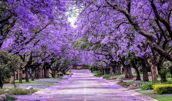 Flores y árboles que florecen en primavera - Cuál es el primer árbol en florecer en primavera flores y arboles que florecen en primavera - Cuál es el primer árbol en florecer en primavera